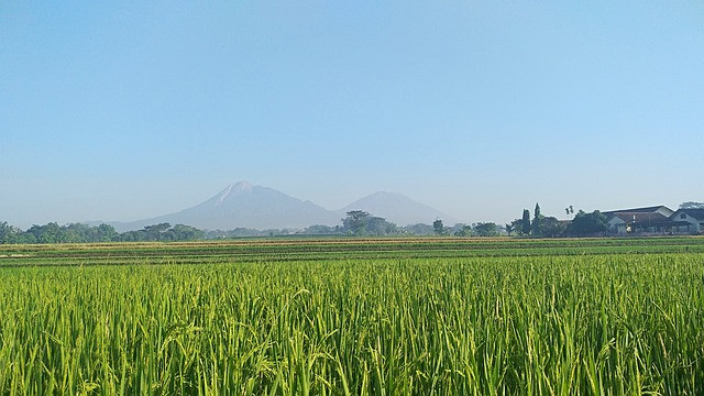 Ilustrasi Daerah yang Subur. Foto: pixabay.com