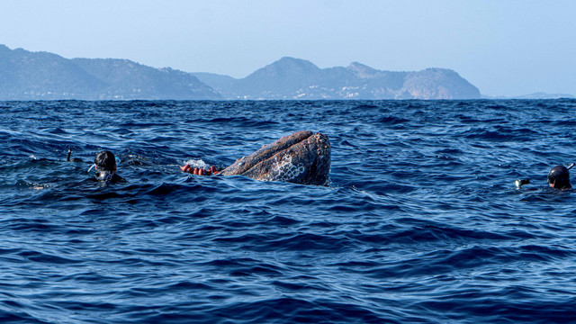 Penyelam Spanyol mencoba memotong jaring yang menjerat paus bungkuk sepanjang 12 meter di dekat pantai Cala Millor di pulau Balearic Mallorca, Spanyol, Jumat (20/5/2022). Foto: Pedrosub/Reuters