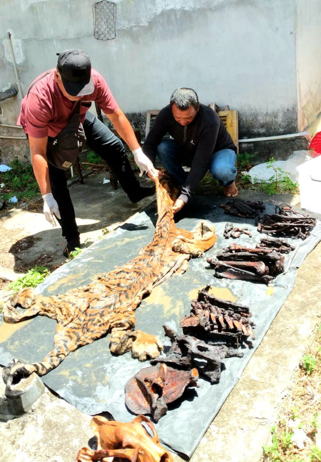 Barang bukti kulit harimau yang diamankan petugas Balai Penegakan Hukum KLHK Sumatera di Kabupaten Bener Meriah, Aceh. Foto: Dok. Istimewa