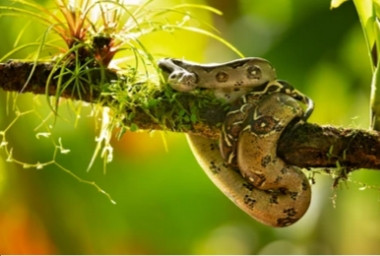 Hukum memakan ular. Sumber foto shutterstock.com 