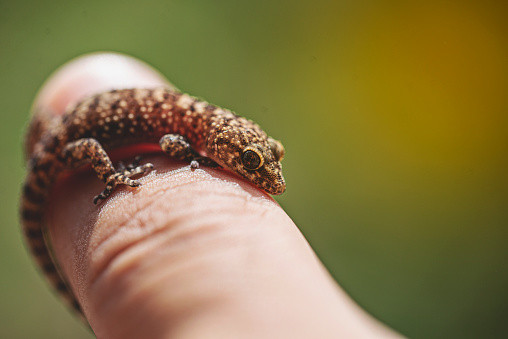 Ilustrasi cara cicak menyelamatkan diri dari musuhnya. Foto. dok. Kaan Sezer (Unsplash.com)