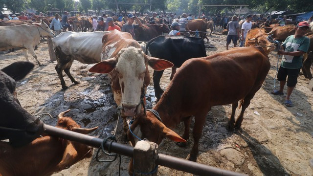 Suasana di pasar hewan Tertek, Kediri, Jawa Timur, Senin (23/5/2022). Foto: Prasetia Fauzani/ANTARA FOTO