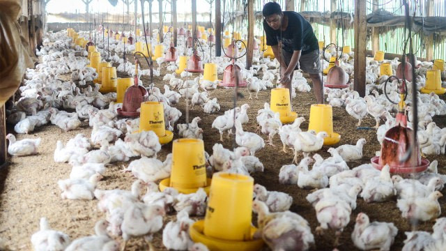 Peternak memberikan pakan ayam broiler di kandang miliknya. Foto: ANTARA FOTO/Raisan Al Farisi