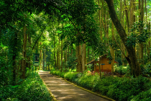 Ilustrasi Taman Hutan Raya. Foto: Ismail Rajo/Shutterstock