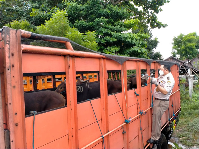 Pengiriman sapi dari Bali ke Jawa. Foto: Dok.Balai Karantina Pertanian Denpasar. 