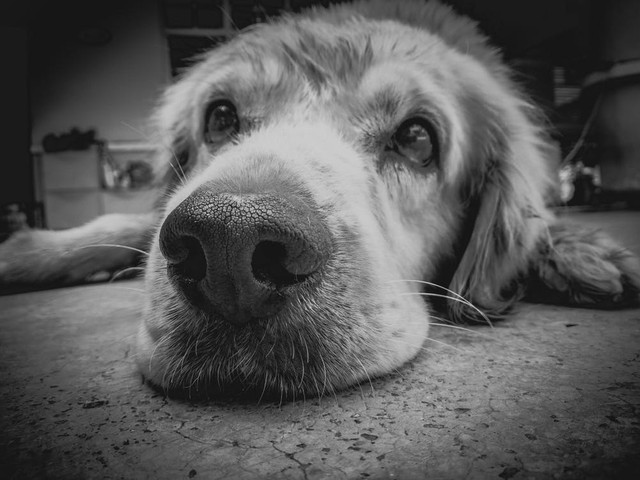 Mood Negatif membuat kondisi anjing murung (pexels.com)