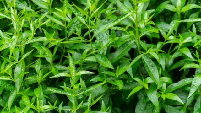 Tanaman sambiloto (Sumber : shutterstock)