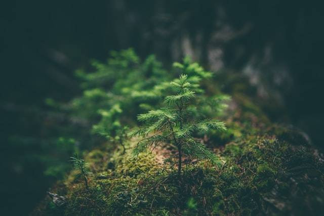 Sejarah Hari Lingkungan Hidup Sedunia. Sumber: Unsplash.com