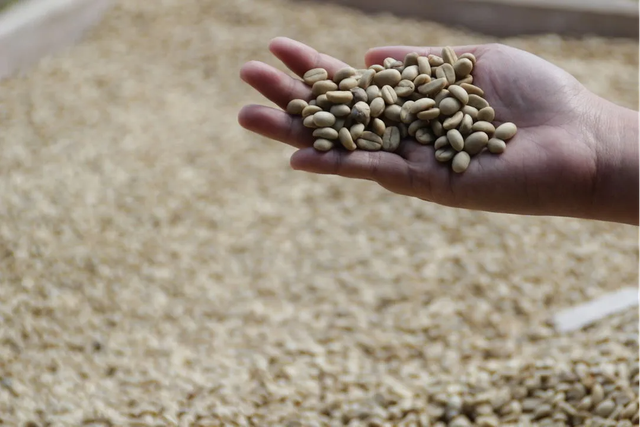 Kopi Arabika. (Sumber: RimbaKita.com)