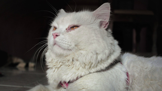 Kucing. Foto: Dokumentasi pribadi penulis