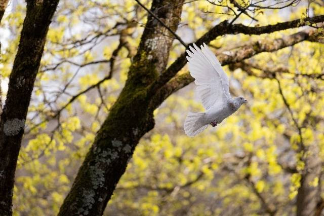 https://pixabay.com/id/photos/burung-merpati-perdamaian-satwa-7143567/﻿