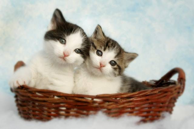 illustrasi cara mengawinkan kucing. sumber: unsplash.com