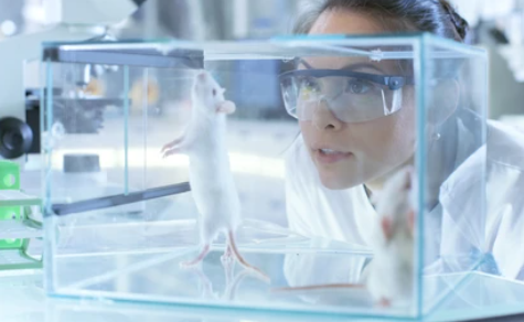 Ilustrasi Tikus Putih. Foto: Shutterstock.com/Gorodenkoff