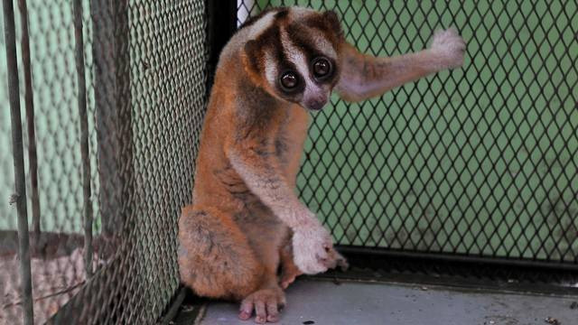 Ilustrasi Kukang Jawa (Nycticebus coucang). Foto: ANTARA FOTO/Asep Fathulrahman