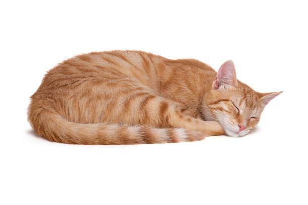 Cara Menyembuhkan Kucing Sakit di Rumah, Foto: Unsplash.