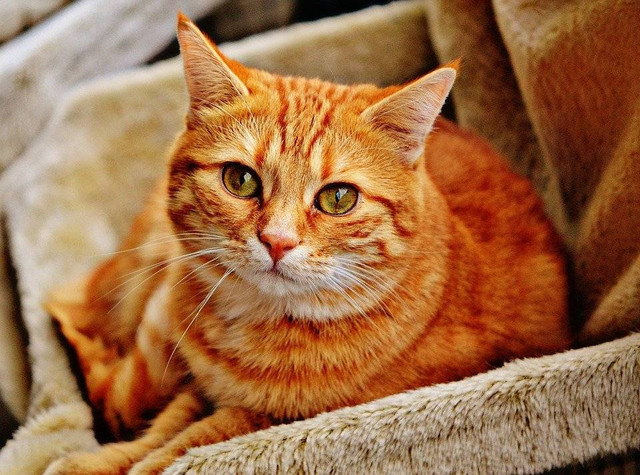Ilustrasi Cara Mengatasi Kucing Tidak Mau Makan. (Foto: Alexas_Fotos by https://pixabay.com)