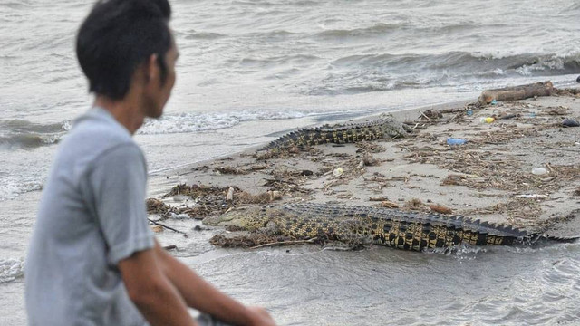 Seorang warga saat melihat 2 ekor buaya berkeliaran di Pantai Teluk Palu. Foto: Dok. PaluPoso (RK)