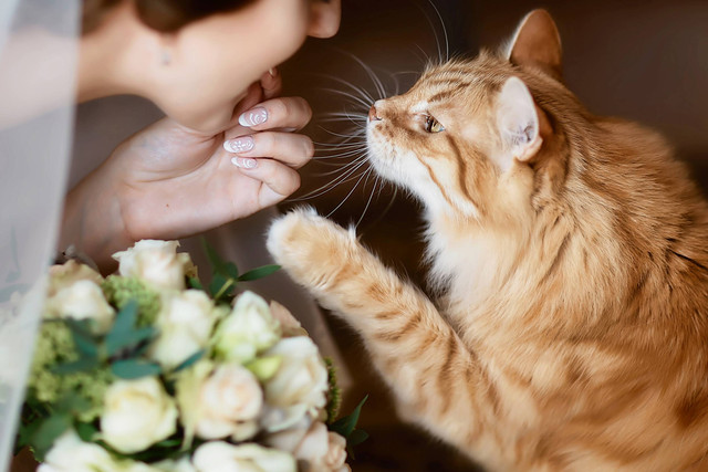 Ilustrasi manten kucing. Foto: sweet marshmallow/Shutterstock