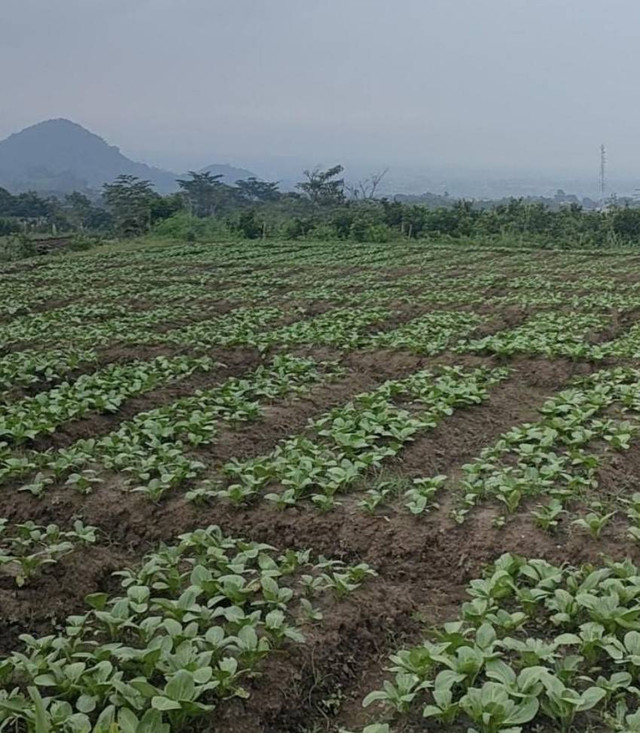 Lahan pertanian komoditas Sawi milik salah satu warga di Desa Junrejo, Kota Batu (dok. pribadi)