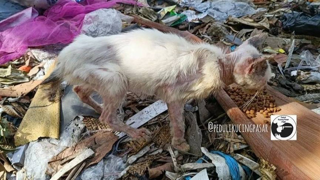 Kucing telantar di salah satu pasar tradisional Jogja. Foto: Dok. Peduli Kucing Pasar Jogja