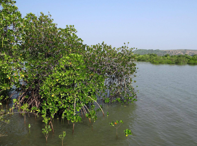 ( Air payau yang berada di hutan mangrove. Sumber : Pixabay. )