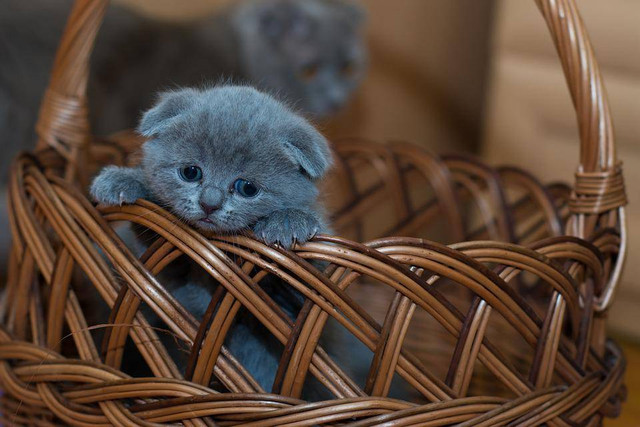 Ilustrasi Cara Merawat Bayi Kucing. (Foto: Pexels by https://pixabay.com)
