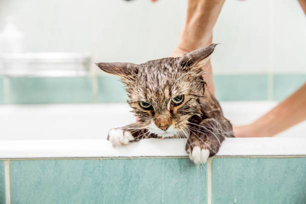 Cara Memandikan Kucing Kecil, Foto: Unsplash.