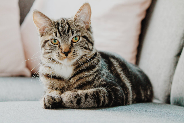 Ilustrasi cara mencuci pasir kucing yang benar dan tidak meninggalkan bau, sumber foto Erik-Jan Leusink on Unsplash