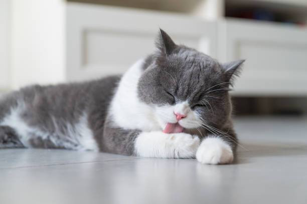 Cara Mengetahui Usia Kehamilan Kucing, Foto: Unsplash.