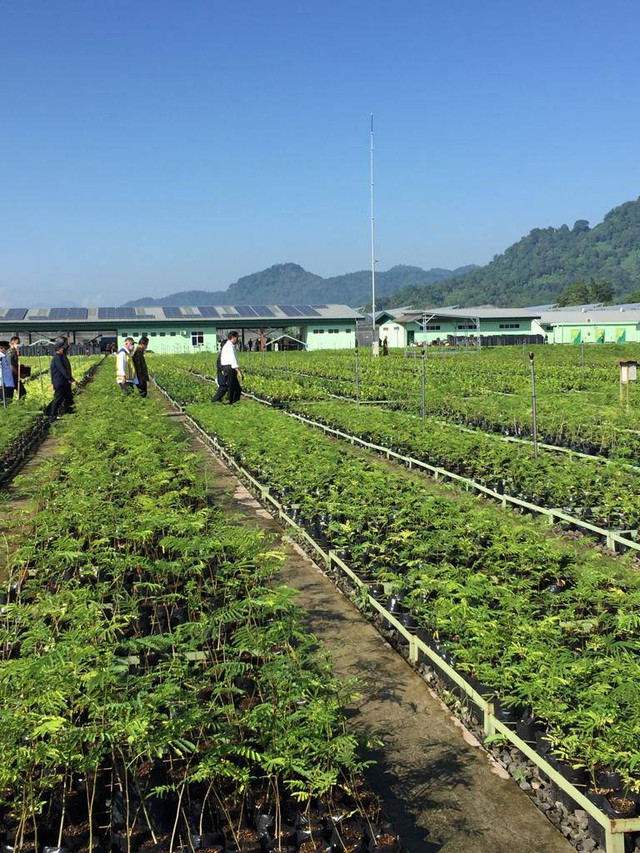 Jokowi di peresmian Persemaian Rumpin Bogor sekaligus Peluncuran Rehabikitasi Mangrove dan World Mangrove Center,  Jumat (10/6/2022). . Foto: Dok. Istimewa