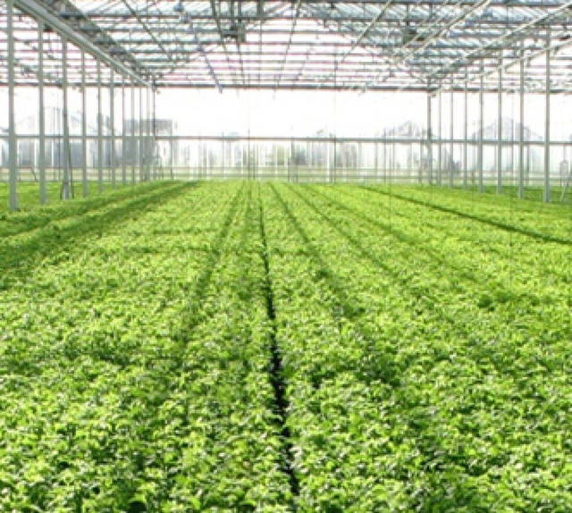 Ilustrasi penangkaran benih hortikultura, gambar : Google.com