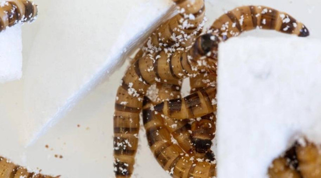 Ulat Zophobas morio bisa lahar habis styrofoam. Foto: Dok. The University of Queensland/AFP