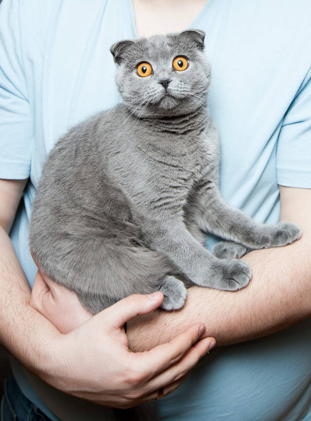 Ilustrasi Cara Menggendong Kucing   Sumber www.unsplash.com