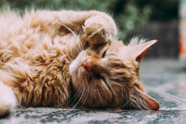 Ilustrasi kenapa kucing muntah, apa penyebabnya dan bagaimana cara mengatasinya, sumber foto Ludemeula Fernandes on Unsplash