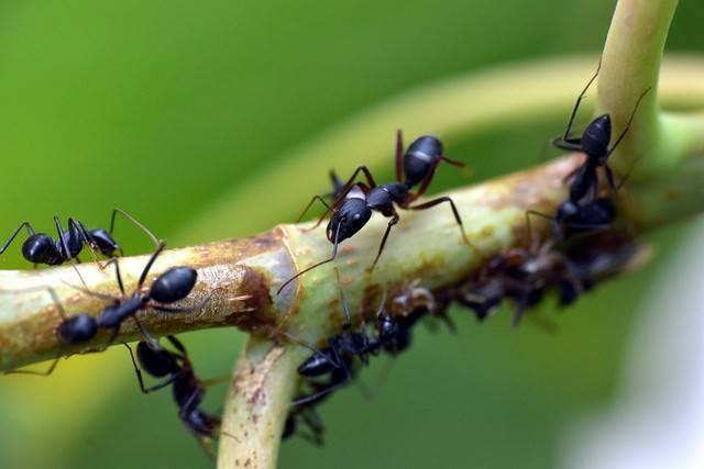 Ilustrasi semut. Foto: Pixabay.