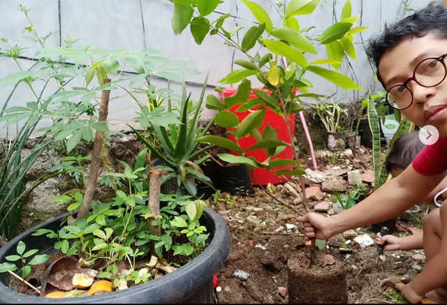 Gambar Menanam Pohon Jambu Di Sekitar Rumah. Sumber : Dokumen Pribadi.