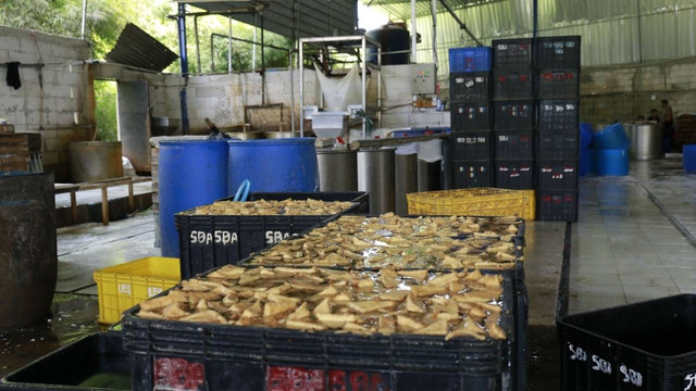 BPOM ungkap pabrik tahu berformalin di Bogor, Jumat (10/6/2022). Foto: BPOM