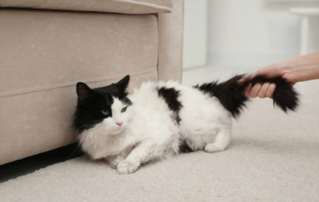 (Menarik ekor kucing. Sumber Shutterstock)