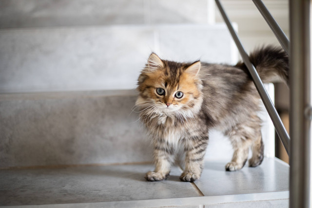Ilustrasi cara menghilangkan jamur kucing, sumber foto: (Jeanie de Klerk) by Unsplash.com