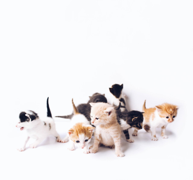 Ilustrasi cara merawat anak kucing baru lahir, sumber foto: (The Lucky Neko) by Unsplash.com