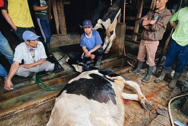 1800 sapi terkena wabah Penyakit mulut dan kuku (PMK) di Pangalengan, Bandung, Jawa Barat. Foto: Dok. Liedzikri Rizqi Insani