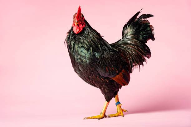 Penyebab Kenapa Ayam Berkokok di Malam Hari, Foto: Unsplash.