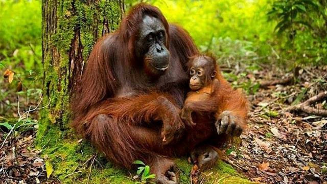 Orang Utan Bersama Anaknya. (Foto: Instagram @tanjungputing)