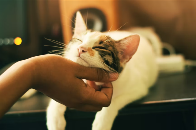 Ilustrasi kucing yang nurut. Foto: unsplash.com/yerlinmatu