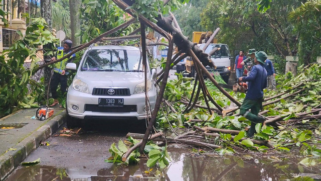 Pohon tumbang menimpa dua mobil yang terparkir di depan gedung DPRD Kota Depok, usai hujan deras disertai angin di sejumlah wilayah Kota Depok. Foto: Dok. Istimewa