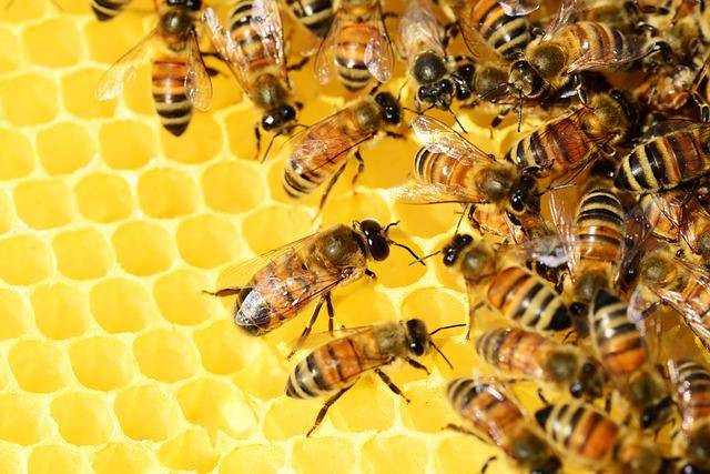 rasi Pengertian Satwa Harapan dan Contoh Pelestariannya sumber: pixabay.com