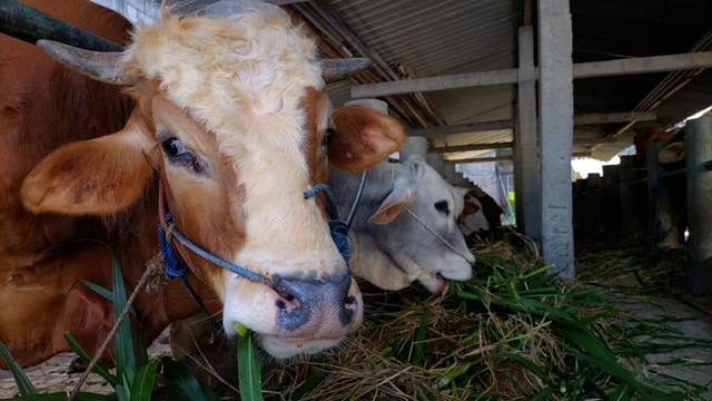Sejumlah sapi di Segoroyoso, Pleret, Kabupaten Bantul. Daerah tersebut selama ini dikenal sebagai sentra sapi, Selasa (14/6/2022). Foto: Arfiansyah Panji Purnandaru/kumparan