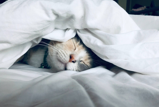Ilustrasi Cara Mengobati Kucing Muntah, sumber foto: (Kate Stone) by Unsplash.com
