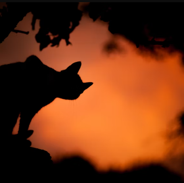 Ilustrasi mengusir kucing dengan kapur barus. Foto: unsplash.com/sasotusar