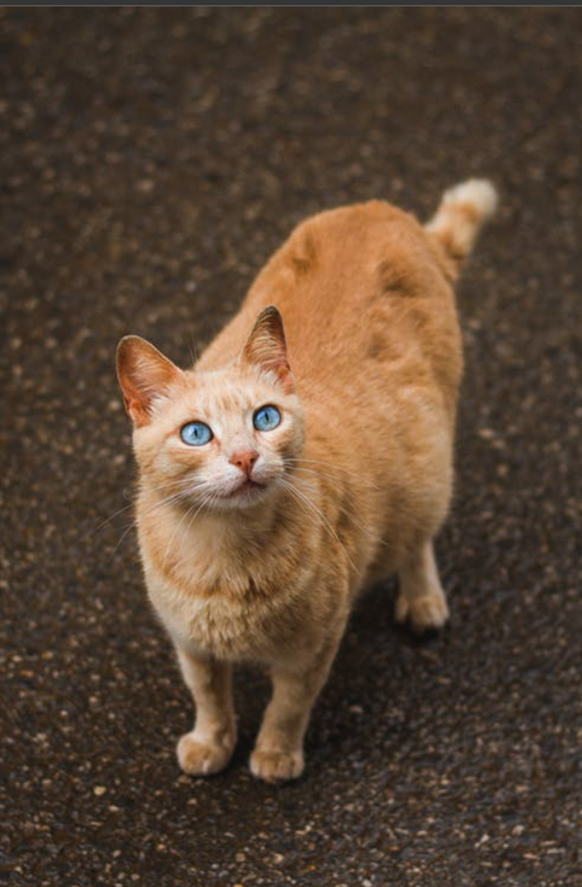 Ilustrasi kucing hamil. Foto: pexels.com/dhayaeddart/